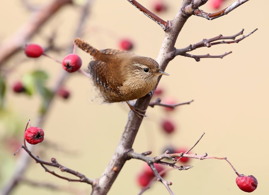 Bird on Tree at The Wren Apartments, Lawrenceville